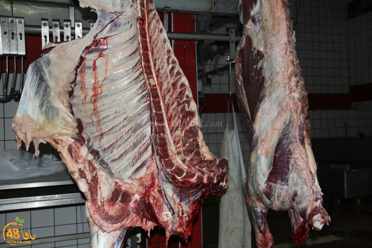 jam3iya yaffa 3ojolej (30).jpg